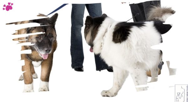 Traum Hund Challenge - Entspannt Begegnen