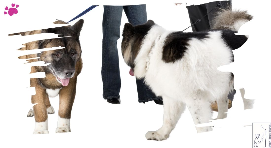 Traum Hund Challenge - Entspannt Begegnen
