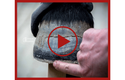 Videoseminar: Hufe raspeln leicht gemacht