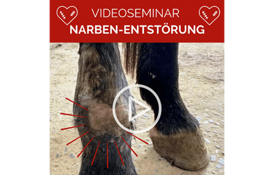 Ganzheitliche Narbenentstörung beim Pferd