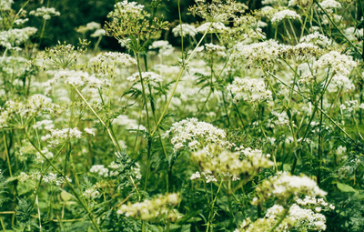 Wildkräuter Online Kurs
