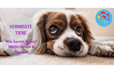 Vermisste Tiere - Onlinekurs - Was kannst du tun?